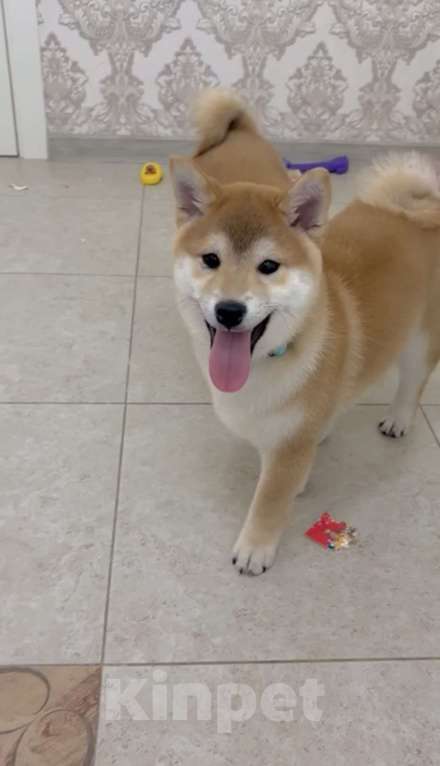 Собаки в Москве: Сиба мальчик Мальчик, Бесплатно - фото 3