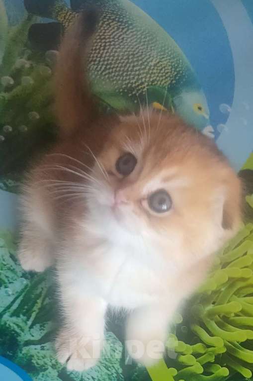 Кошки в Тольятти: Золотые шиншилы Разнополые, 35 000 руб. - фото 7