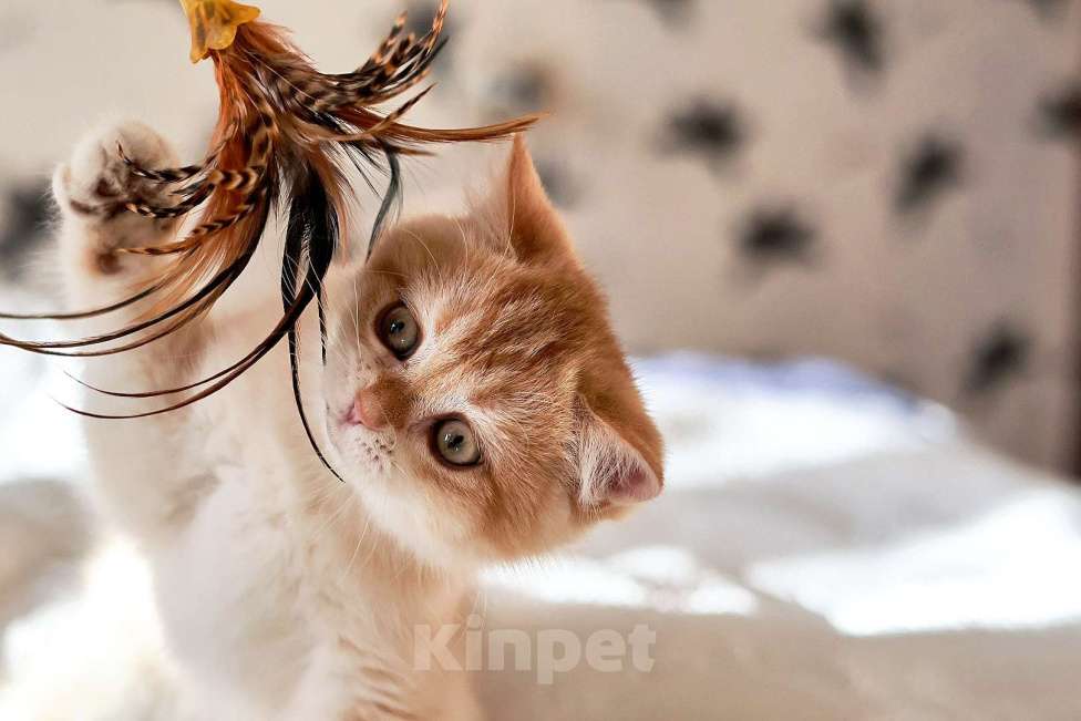 Кошки в Москве: Девочка шоколадное золото  Девочка, 100 000 руб. - фото 8