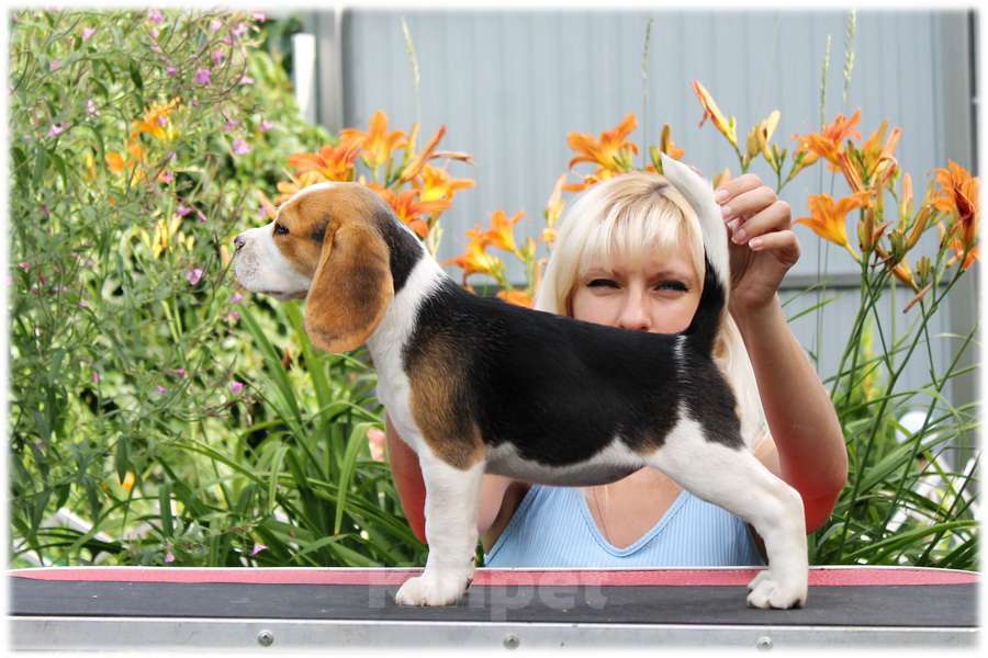 Собаки в Москве: бигли ркф Мальчик, 60 000 руб. - фото 9