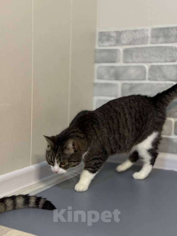 Кошки в Санкт-Петербурге: Шарлотта из приюта в добрые руки Девочка, Бесплатно - фото 2