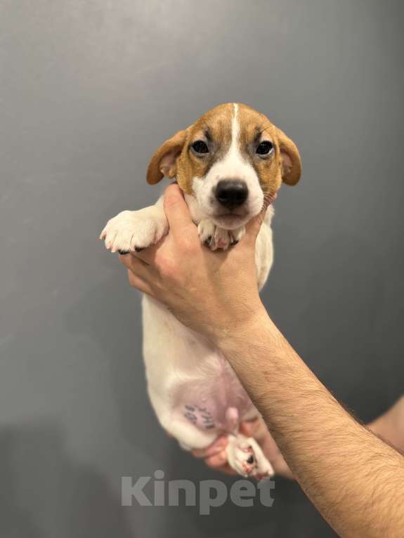 Собаки в Екатеринбурге: Вихрюша Мальчик, 60 000 руб. - фото 1