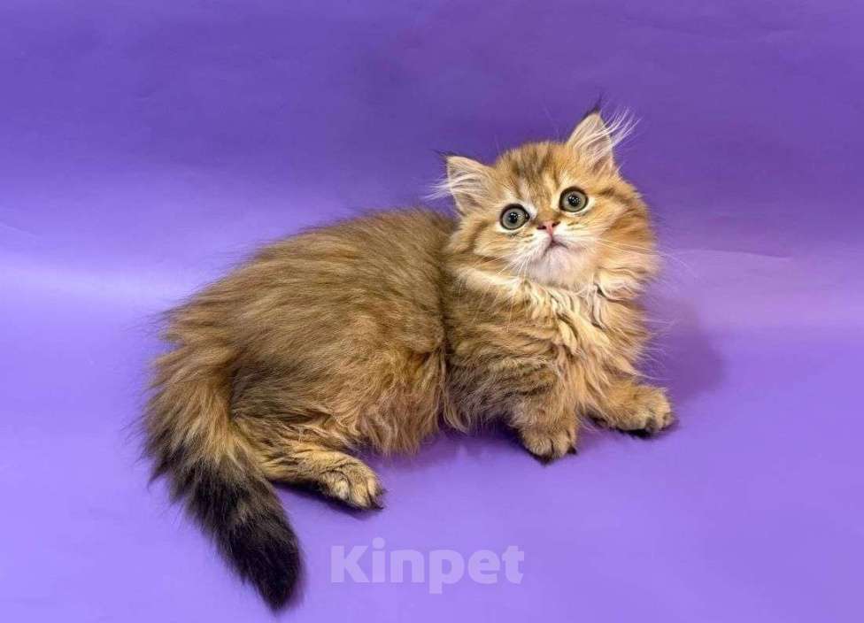 Кошки в Клине: Амулет Мальчик, 30 000 руб. - фото 2