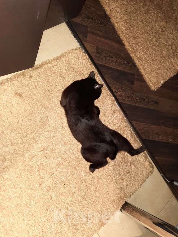 Кошки в Красногорске: В добрые руки Мальчик, Бесплатно - фото 8