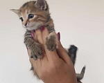 Кошки в Сафоново: Отдам котят в добрые руки Девочка, Бесплатно - фото 2