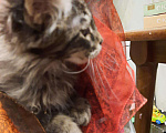 Кошки в Ливны: Котята мейн кун, 10 000 руб. - фото 6