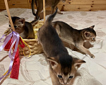Кошки в Тамбове: Абиссинские котята Мальчик, 15 руб. - фото 3