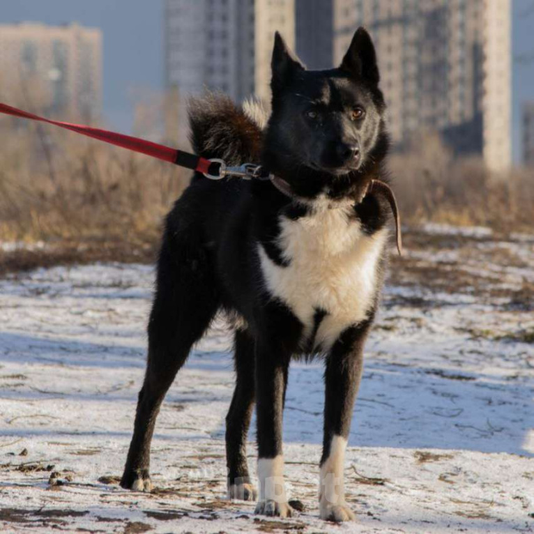 Собаки в Москве: Смарт Мальчик, Бесплатно - фото 2