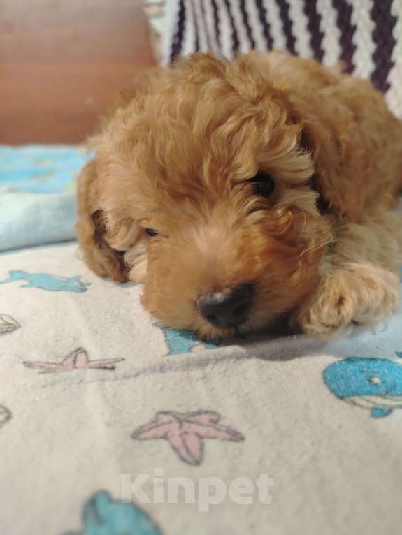 Собаки в Котельнике: Пудель с документами РКФ Разнополые, Бесплатно - фото 6