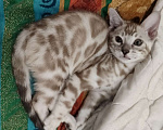 Кошки в Москве: Бенгальский котенок  Мальчик, Бесплатно - фото 4