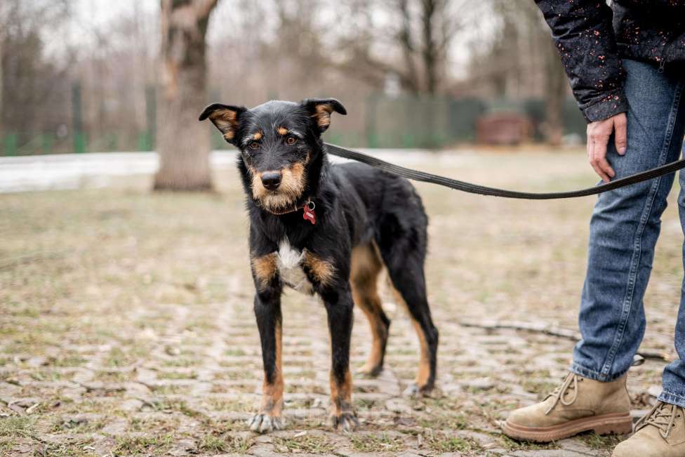 Собаки в Москве: Ласковый бородатик Жужа Девочка, Бесплатно - фото 4