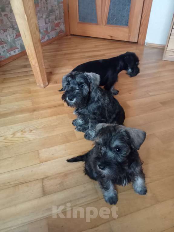 Собаки в Москве: Щенок цвергшнауцера Девочка, Бесплатно - фото 7