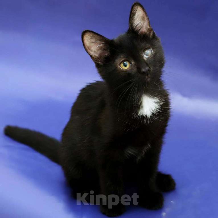 Кошки в Москве: Малышка Марины Девочка, Бесплатно - фото 2