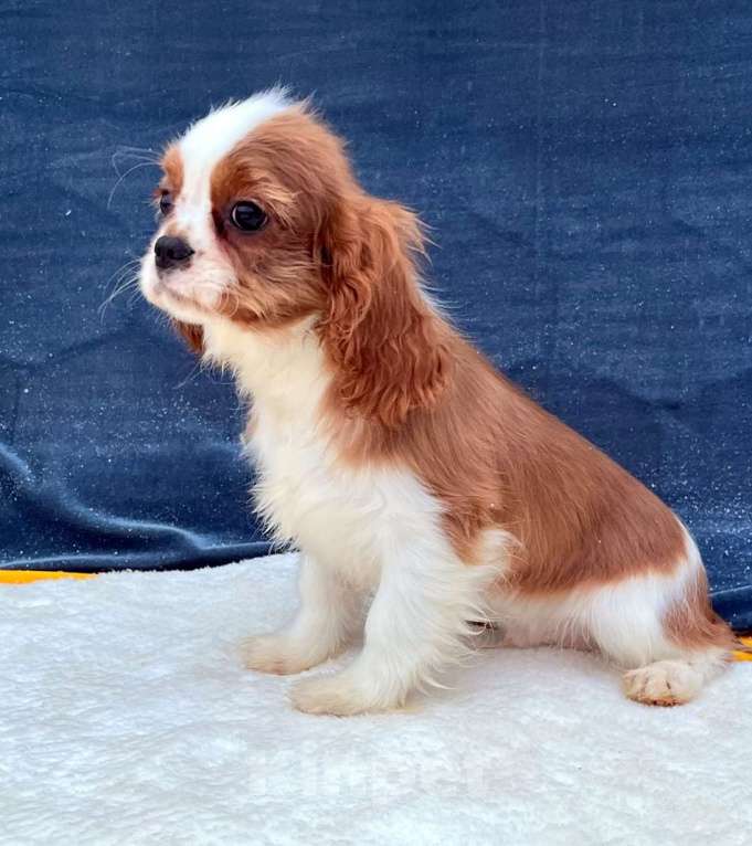 Собаки в Санкт-Петербурге: БЕСТ ИЛРЕАН ИЛЬВЕЙН Мальчик, 100 000 руб. - фото 5