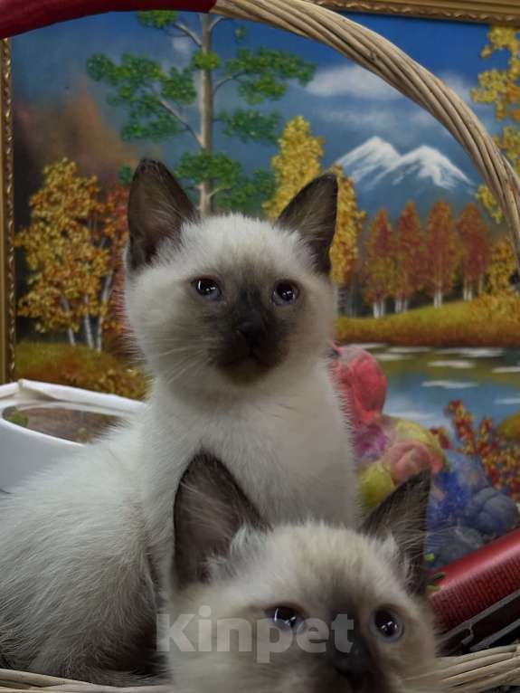 Кошки в Перми: Тайские котята Разнополые, 2 500 руб. - фото 1