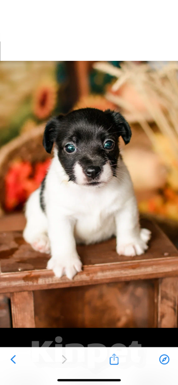 Собаки в Симферополе: Эксклюзивная девочка Джек Рассел терьер  Девочка, 25 000 руб. - фото 4
