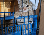 Кошки в Москве: Котёнок с карими глазами в добрые руки Девочка, Бесплатно - фото 9