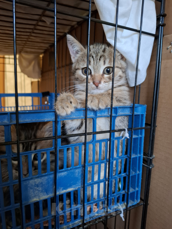 Кошки в Москве: Котёнок с карими глазами в добрые руки Девочка, Бесплатно - фото 9