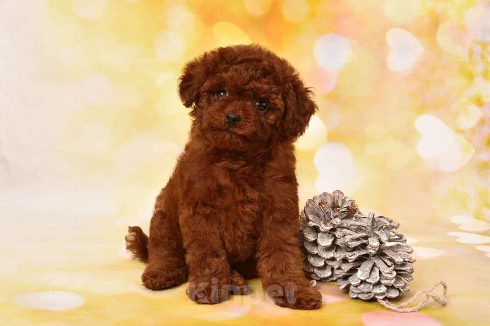 Собаки в других городах Московской области: Щенок Тедди Пудель Девочка, 200 000 руб. - фото 2