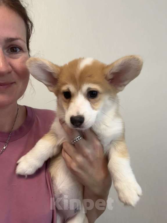Собаки в Москве: Девочка корги пемброк  Девочка, Бесплатно - фото 7
