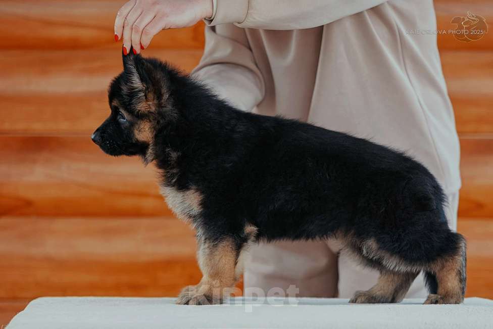 Собаки в Воронеже: Щенки немецкой овчарки Девочка, 55 000 руб. - фото 3