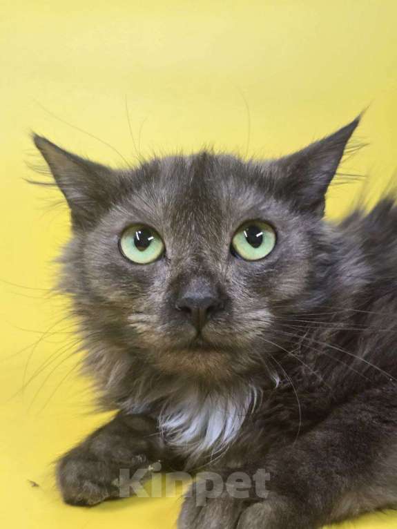 Кошки в Москве: Котик Юша ищет семью Мальчик, Бесплатно - фото 1