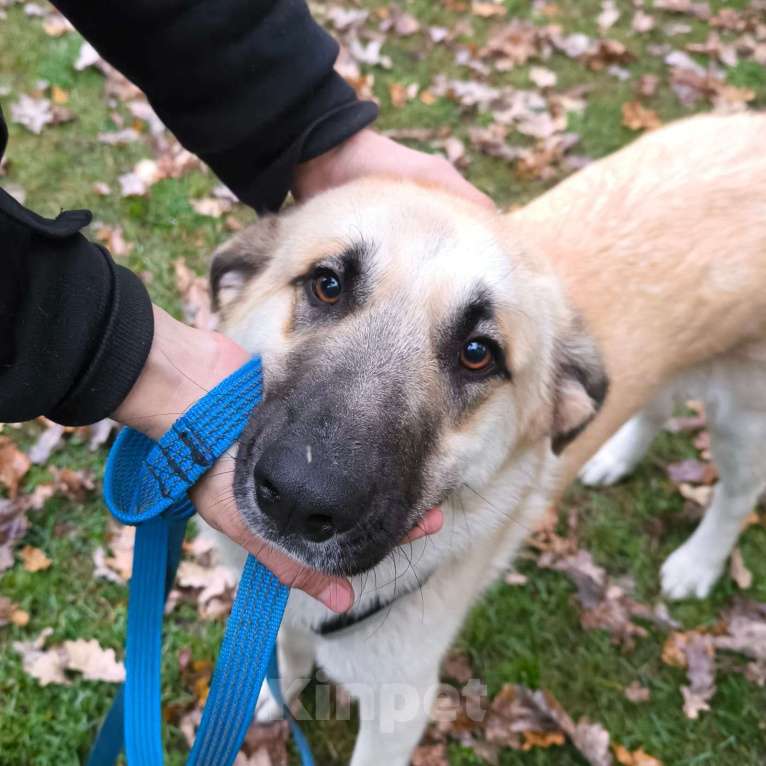 Собаки в Москве: Щенок в добрые руки Мальчик, Бесплатно - фото 10
