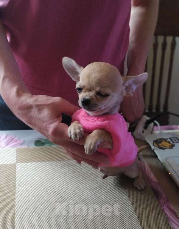 Собаки в Москве: Гномик, мини чихуахуа  Мальчик, 40 000 руб. - фото 4