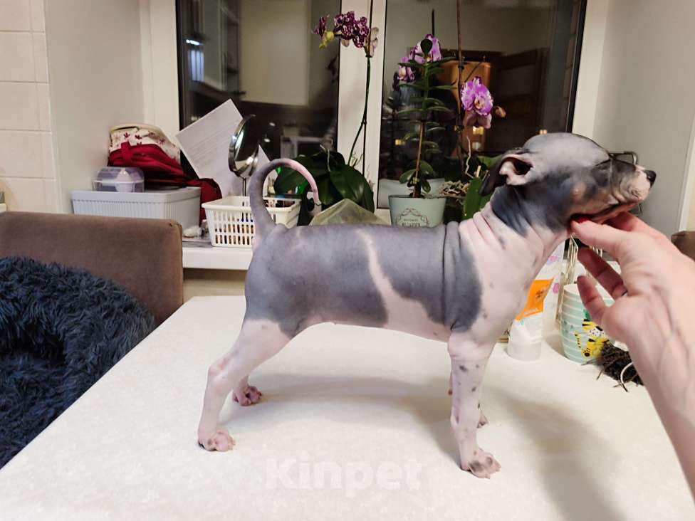 Собаки в Нижнем Новгороде: Щенки Американский голый терьер Разнополые, Бесплатно - фото 2