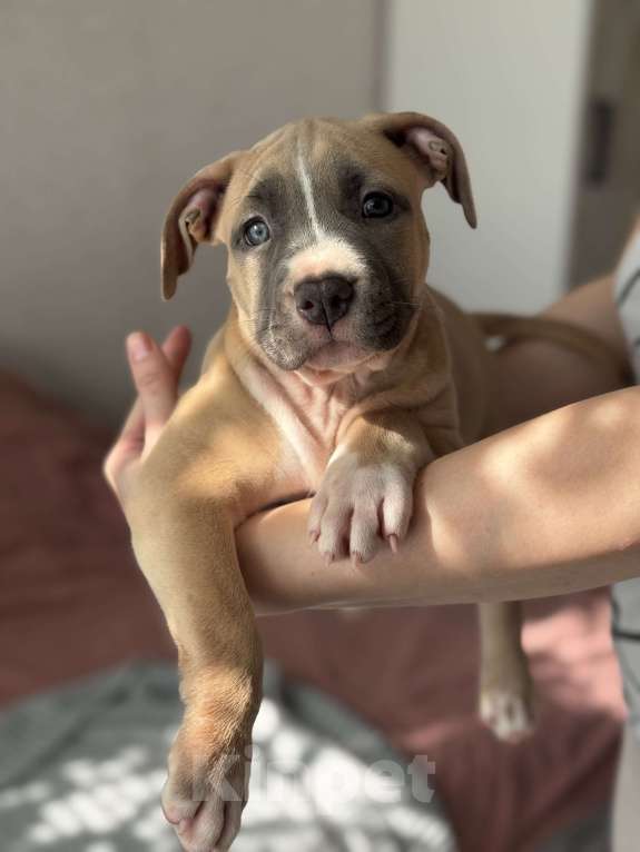 Собаки в Москве: Голубые стаффы Девочка, 45 руб. - фото 2