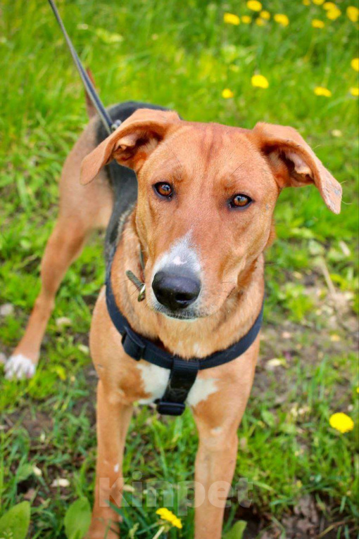 Собаки в других городах Московской области: Лика. Похожа на русскую гончую. В добрые руки Девочка, Бесплатно - фото 1