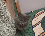 Кошки в Майкопе: Котята Девочка, Бесплатно - фото 1