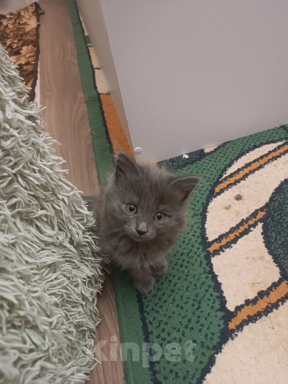 Кошки в Майкопе: Котята Девочка, Бесплатно - фото 1