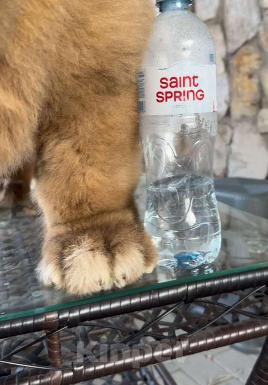 Собаки в Москве: Супер мощная девочка Девочка, 250 000 руб. - фото 2