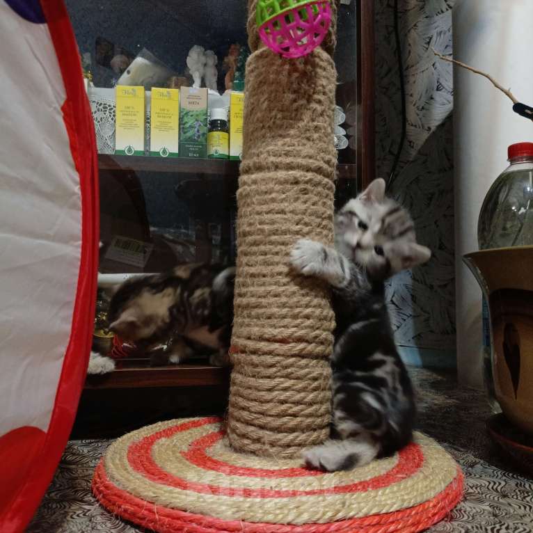 Кошки в Волгограде: Шотландские вислоухие котята Разнополые, Бесплатно - фото 10