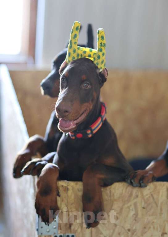 Собаки в Клине: Доберман, кобель, 4 месяца Мальчик, 100 000 руб. - фото 6