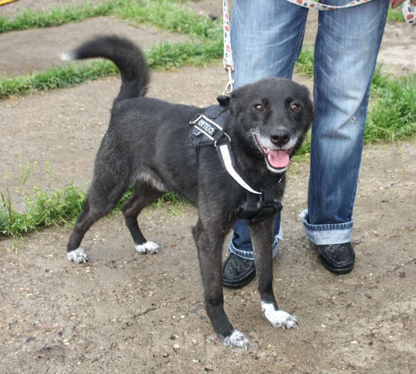 Собаки в Москве: Жизнерадостный собака-улыбака Гек мечтает о родном доме и любимой семье! Мальчик, Бесплатно - фото 2