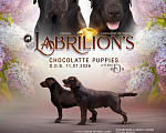 Собаки в Липецке: Шоколадные щенки лабрадора из питомника Разнополые, 60 000 руб. - фото 7