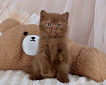 Кошки в Санкт-Петербурге: Британский котик окраса циннамон  Мальчик, 50 000 руб. - фото 2