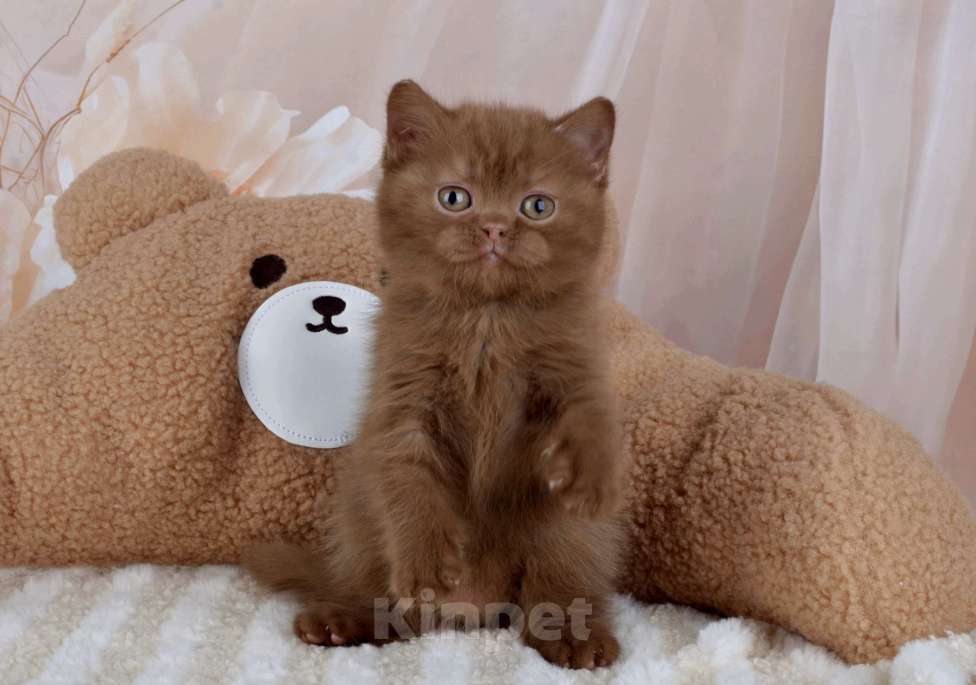 Кошки в Санкт-Петербурге: Британский котик окраса циннамон  Мальчик, 50 000 руб. - фото 2