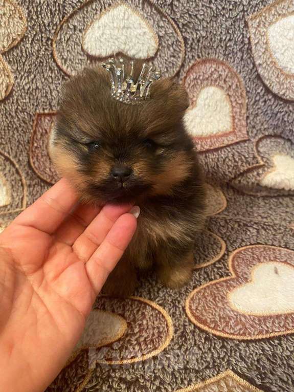 Собаки в Самаре: Щенки из питомника мини шпицы Девочка, Бесплатно - фото 1