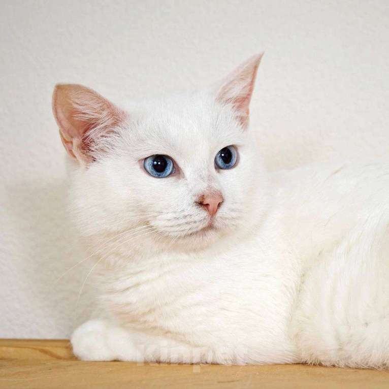 Кошки в Москве: Белоснежная красавица Зефирка ждёт своего человека Девочка, 347 руб. - фото 1