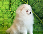 Собаки в Москве: Белый шпиц мальчик Мальчик, 65 000 руб. - фото 1