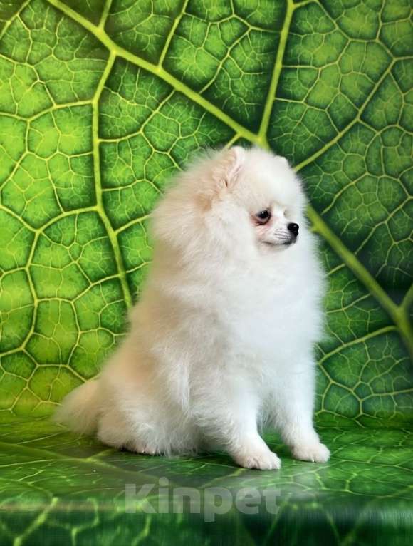 Собаки в Москве: Белый шпиц мальчик Мальчик, 65 000 руб. - фото 1