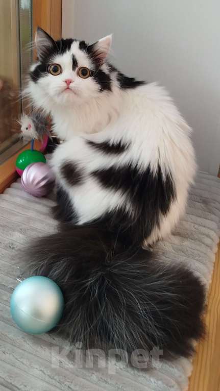 Кошки в Валдае: Котёнок шотландский, длинношестный Девочка, 30 000 руб. - фото 2