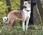 Собаки в Москве: Срочно ищет семью молодой пес Ричард Мальчик, 1 руб. - фото 2
