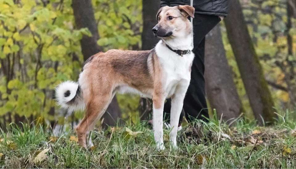 Собаки в Москве: Срочно ищет семью молодой пес Ричард Мальчик, 1 руб. - фото 2