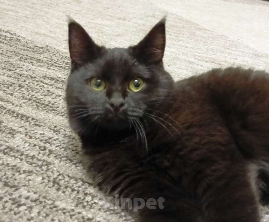 Кошки в Москве: Очаровательные котята Василий и Багира ищут свои семьи! Мальчик, Бесплатно - фото 8