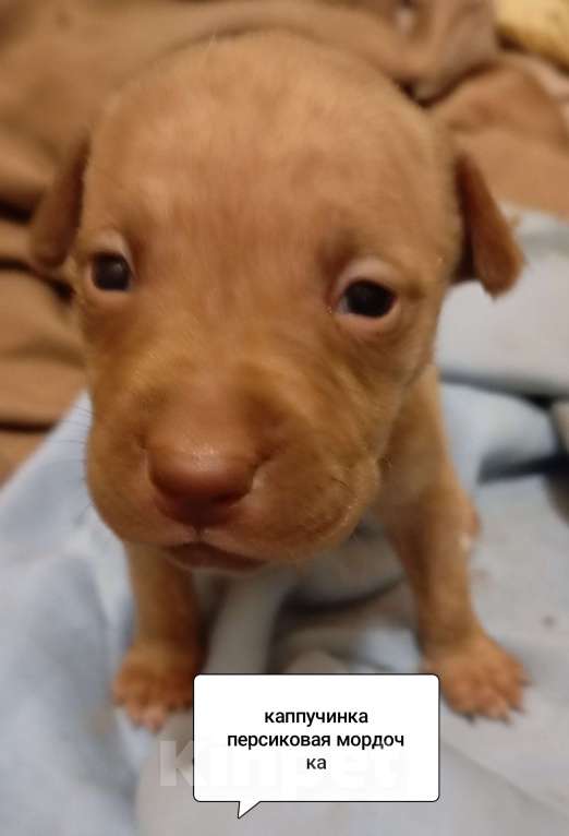 Собаки в других городах Московской области: Американский питбультерьер щенок девочка Девочка, 50 000 руб. - фото 8