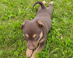 Собаки в Москве: Априкот - щенок коричневого шоколадного окраса в добрые руки Мальчик, 50 руб. - фото 4